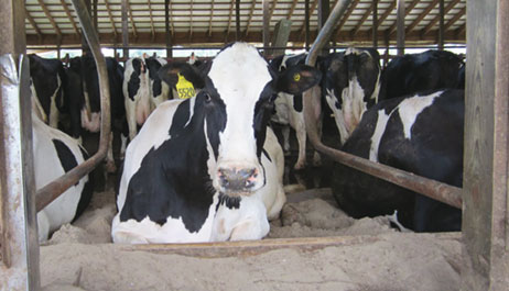 Redução significante nos custos gerais no leito de gado